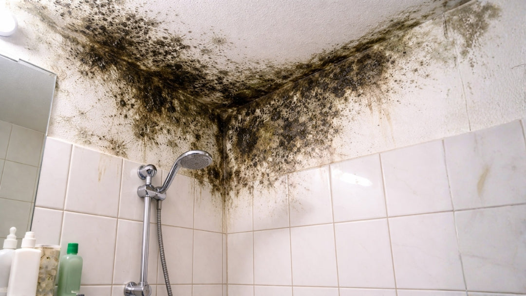 Badezimmer Schimmel